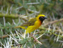 Lesser Masked Weaver 